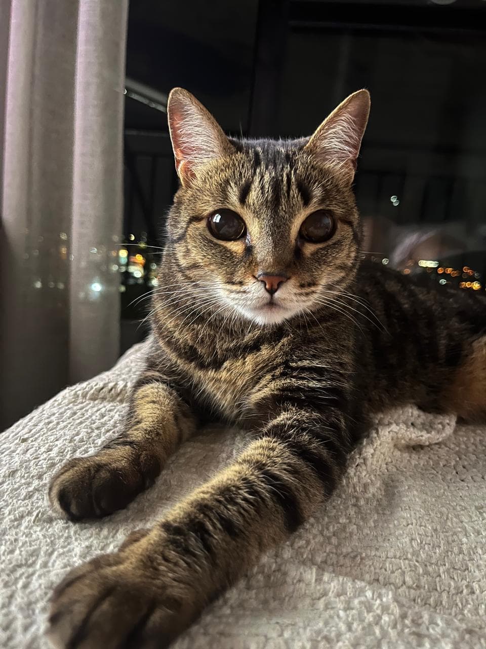 Pandora the cat