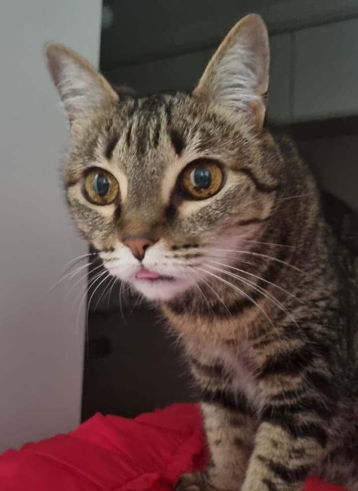 Pandora the cat