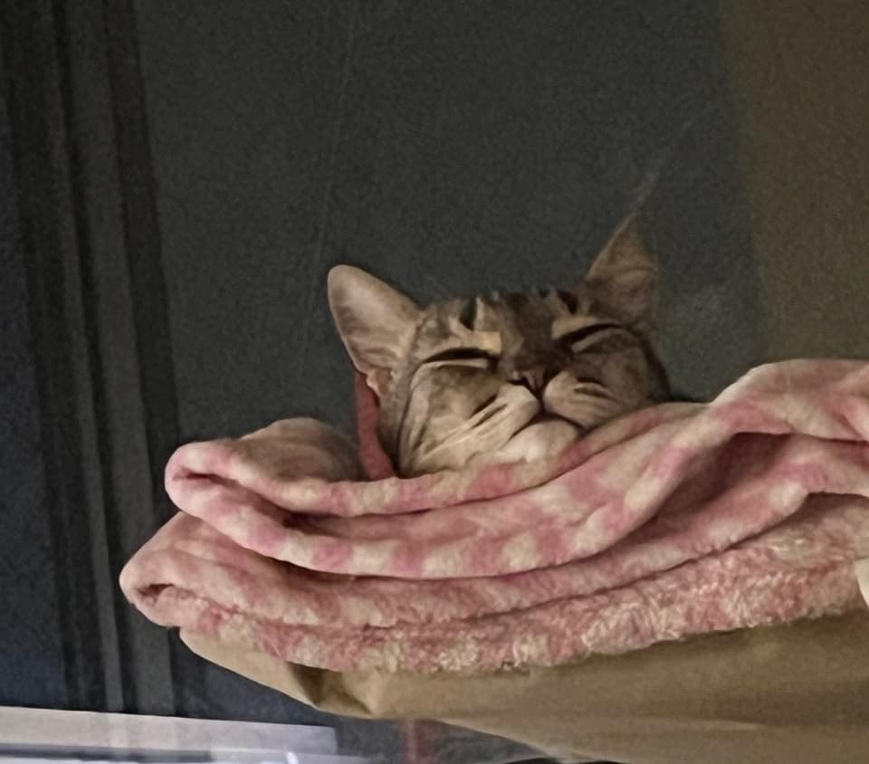 Pandora the cat