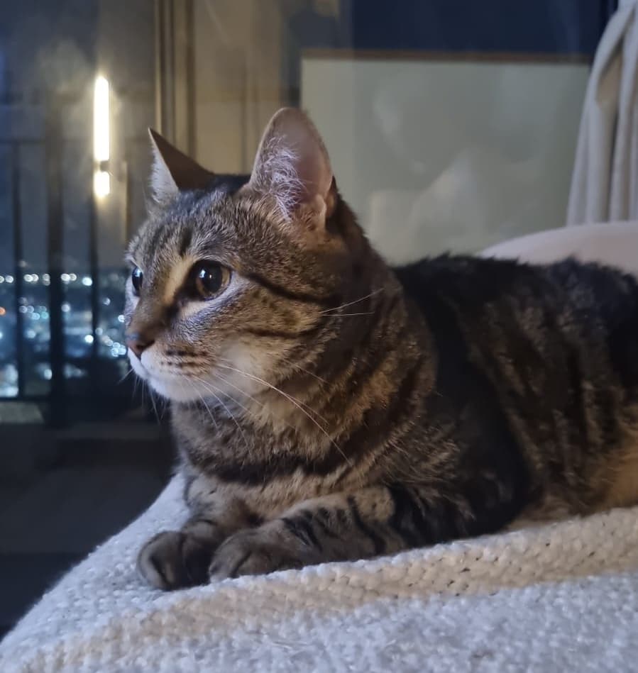 Pandora the cat
